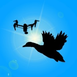 A duck and a drone in silhouette against a clear blue sunny sky